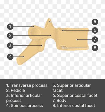 Inferior Articular Facet