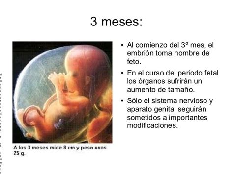 Feto De 3 Meses Fotos Ecografia De Tres Meses De Embarazo Imagui