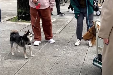 Japanese Man Spends 14k To Become An Animal Via Collie Suit