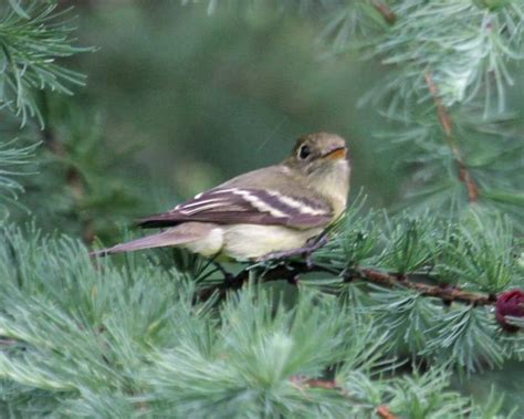 Yellow Bellied Flycatcher Birdspix