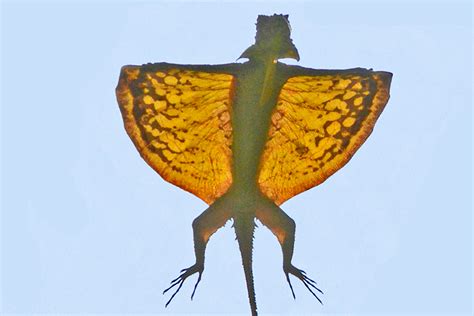 Dragon Lizards Fly By Grabbing Their Fold Up Wings With ‘hands New