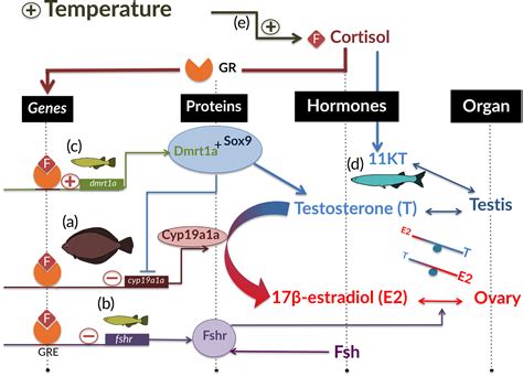 Effects Of Global Warming On Sex Ratios In Fishes Geffroy 2020