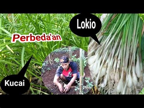 Perbedaan Bawang Lokio Dan Kucai YouTube