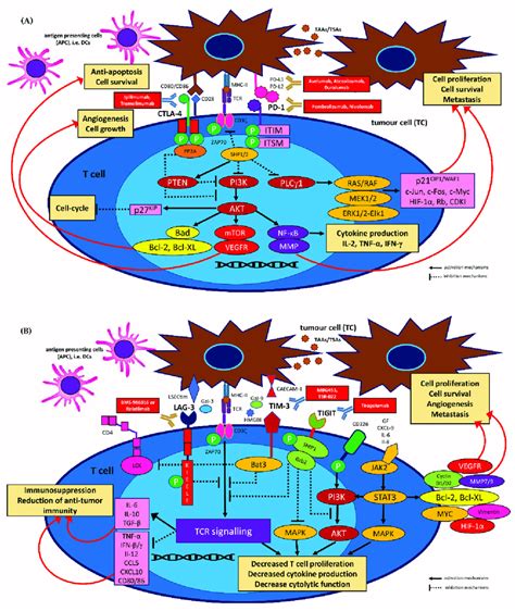 Intracellular Immune Checkpoint Receptor Signalling And Functional