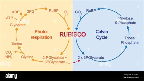 Diagrama Del Ciclo De Calvin En Blanco