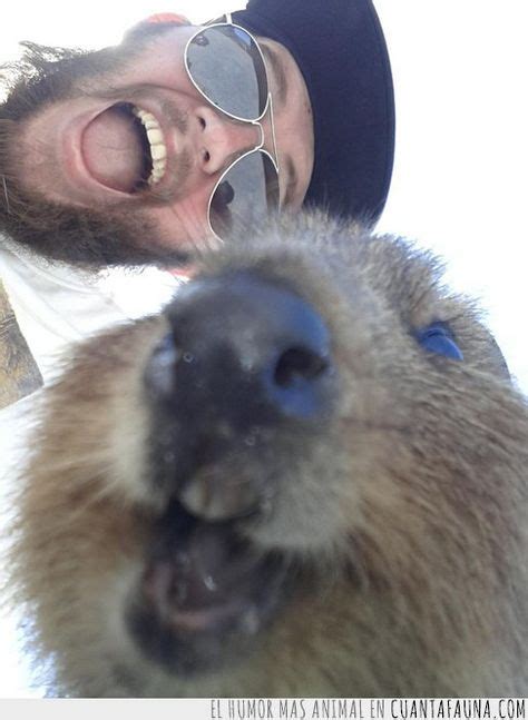 39 Quokka selfies ideas | quokka, cute animals, animals