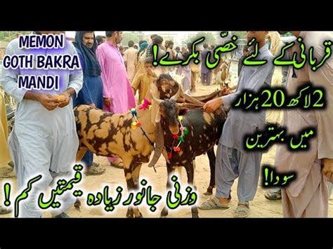 Heavyweight Bakra Memon Goth Bakra Mandi Price Update Cheapest