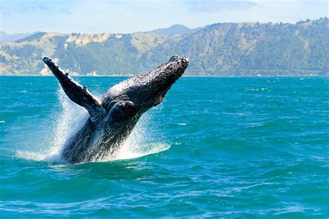 5 Best Places To Go Whale Watching Travel Nation