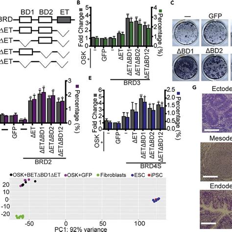 Conserved And Masked Reprogramming Activities Of Human Bet Proteins