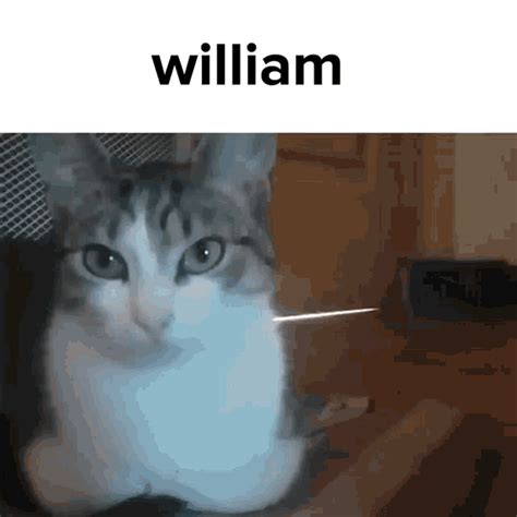 William Cat  William Cat Meme Discover Share S 46 Off