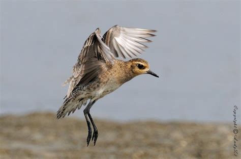 Pacific Golden Plover Ebirdr