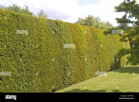 Yew hedge hi-res stock photography and images - Alamy