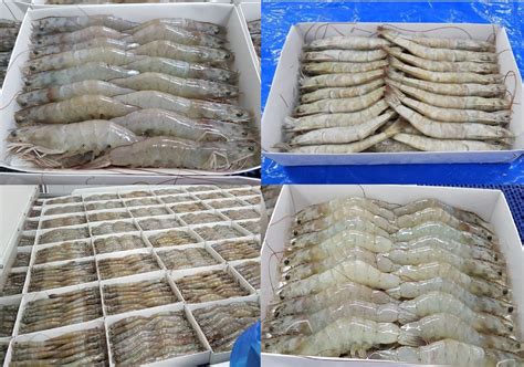 HEAD ON VANNAMEI SHRIMPS IQF Products At Price INR 0 In Chennai K V