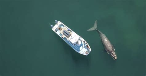 Gansbaai: Shark Dive & Whale Watching Combo Boat Trip | Travel Buddies