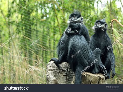 191 Francois langur Stock Photos, Images & Photography | Shutterstock