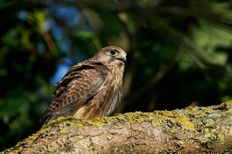 Premium Photo Common Kestrel Falco Tinnunculus