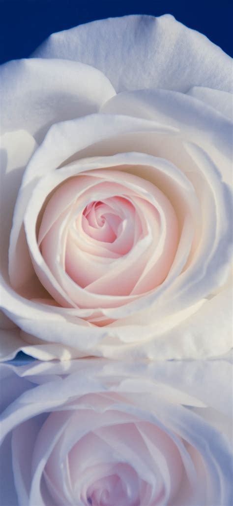 Wallpaper White rose, petals, blue background 3840x2160 UHD 4K Picture ...