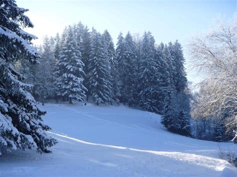 Premium Photo | Winter in blackforest