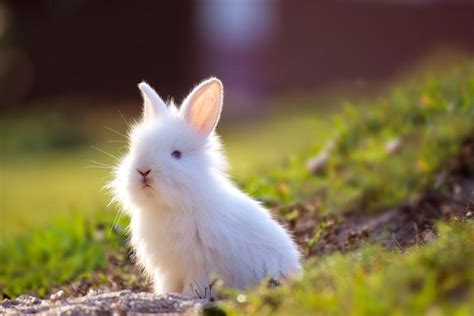 Cómo Cuidar Un Conejo Toy Guía De Cuidados Y Consejos