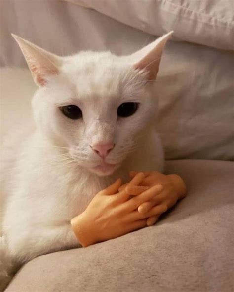 Cats Finger Hands Perfection Fingerhands Fingerhandmovement