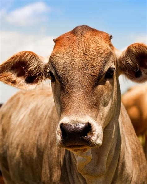 Australian Beef Cattle Herd — Stock Photo © Sherjaca 6790834