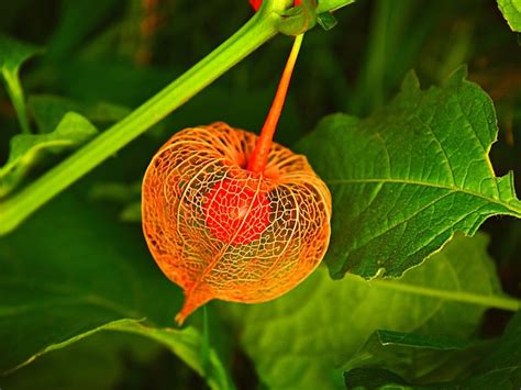 Chinese Lantern Flower Meaning Best Flower Site