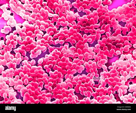 Enterococcus Bacteria Hi Res Stock Photography And Images Alamy