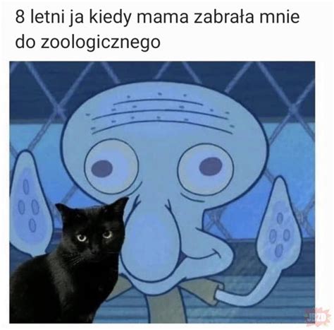 Meme Kotki W Piwnicy