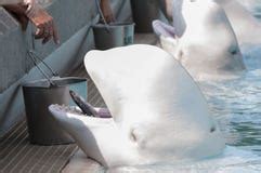 Beluga Feeding Time Stock Photo - Image: 66926612