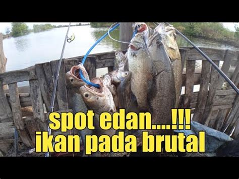 REJEKI NOMPLOK KETEMU SPOT ISINYA IKAN BABON PADA NGAMUK YouTube