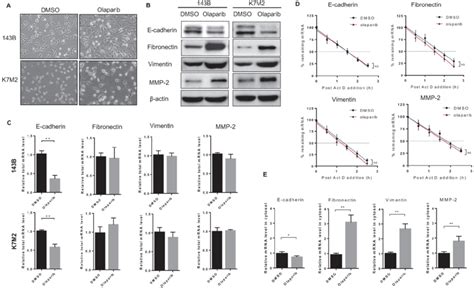 Parpi Treatment Induced Emt Of Osteosarcoma Cells A Phase Contrast