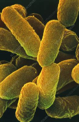 E Coli Bacteria Stock Image B230 0189 Science Photo Library