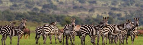 7 Days Rwanda Group Safari Epic Uganda Vacation