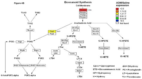 Regulated Genes In The Eicosanoid Biosynthesis Pathway Following