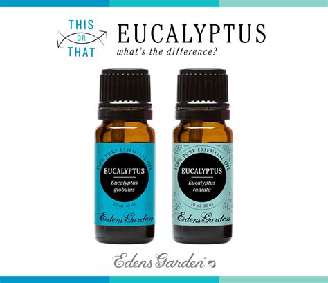 Out of the 700 plus species of Eucalyptus found in Australia alone, Edens Garden offers two of ...