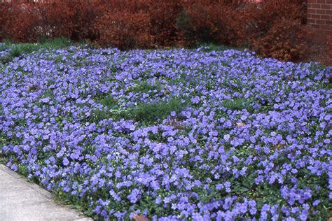 Vinca Minor Lesser Periwinkle Western