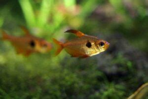 Red Phantom Tetra - Profile | Care | Tank Mates | Breeding | Size - SeaFish