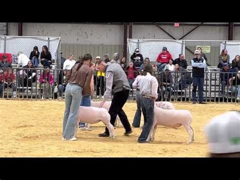 Alayna Guerrero Ellis County Youth Expo Drive For Reserve Grand