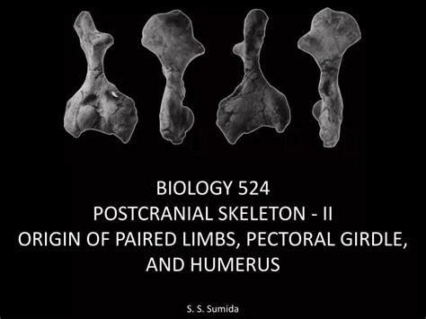 Ppt Biology 524 Postcranial Skeleton Ii Origin Of Paired Limbs