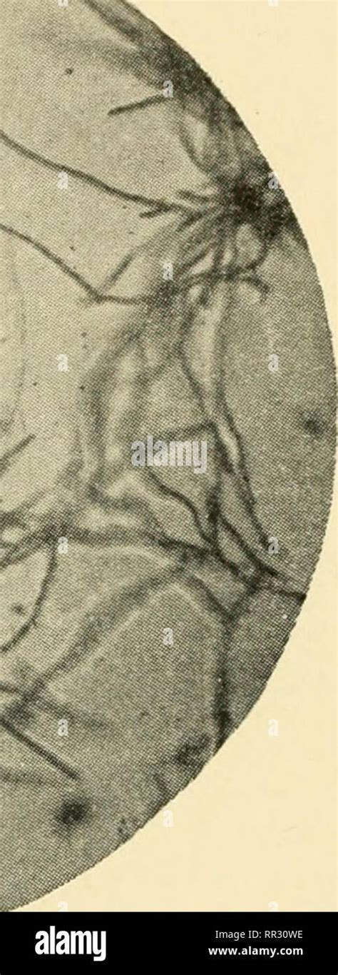 The Actinomycetes Their Nature Occurrence Activities And