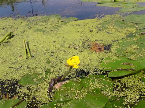 Yellow water lily by Tiemnokryskin on DeviantArt