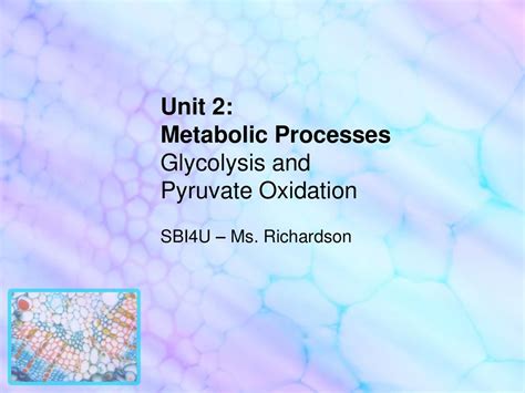 Unit 2 Metabolic Processes Glycolysis And Pyruvate Oxidation Ppt