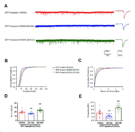 Phosphorylation Spastin At Ser210 With Microtubule Severing Activity