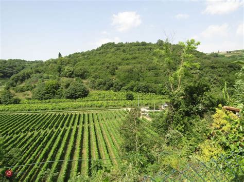 Rustico Casale In Vendita In Via Orgnano A Colognola Ai Colli Mq