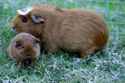 Your Guinea Pig’s Pregnancy: The Stages of Pregnancy