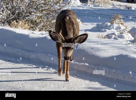 Male Kaibab Deer Subspecies Of Mule Deer With Antlers Walking