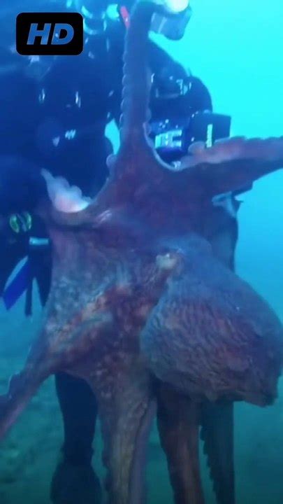 Massive Octopus Attacks Diver Drags Equipment Through Sea Video Dailymotion