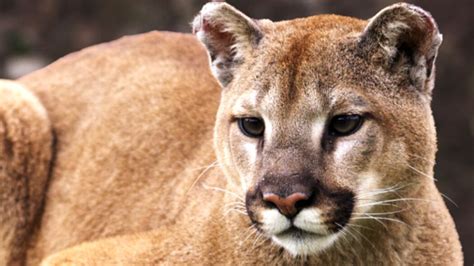 Colorado Cats Howl For Wildlife