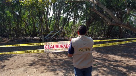 Profepa Clausura Obras Y Actividades En Humedales De La Laguna De