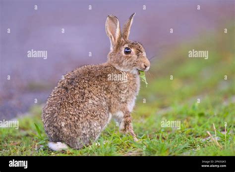 European Rabbit Oryctolagus Cuniculus Rabbits Stock Photo Alamy